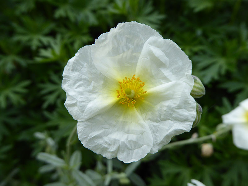 Helianthemum 'The Bride'-0