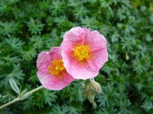 Helianthemum 'Wisley Pink'-0