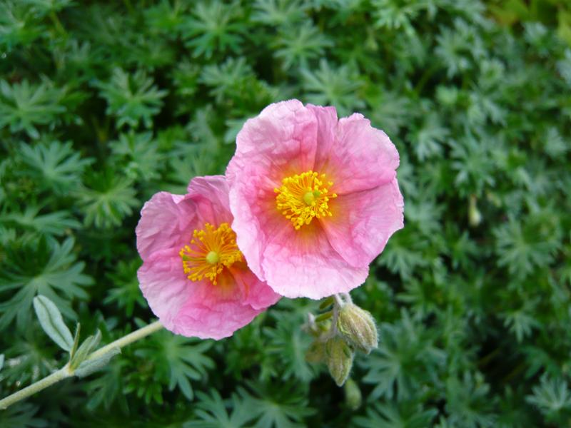 Helianthemum 'Wisley Pink'-0