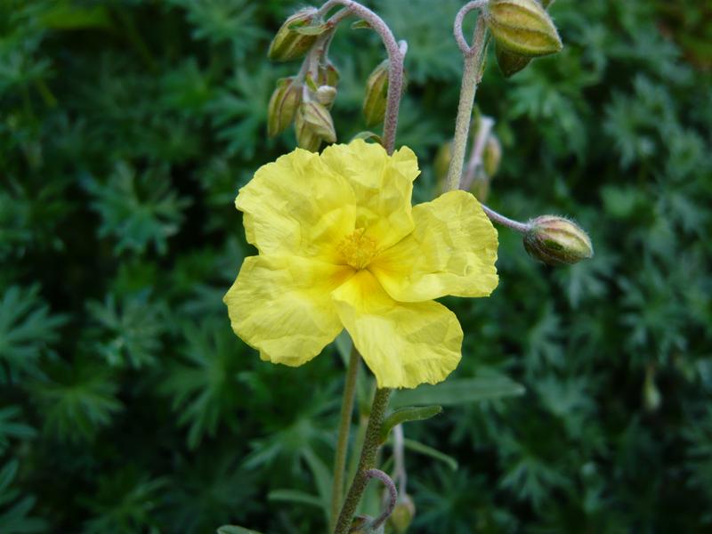 Helianthemum 'Wisley Primrose''-0