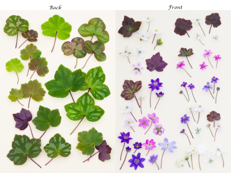 Ashwood Hepatica Notelets Pack of 6-4632