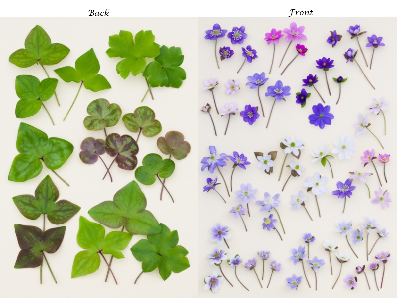 Ashwood Hepatica Notelets Pack of 6-4631