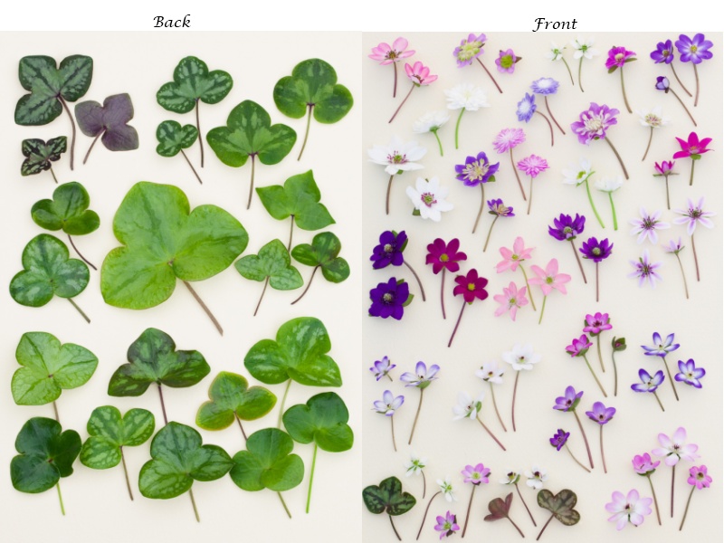 Ashwood Hepatica Notelets Pack of 6-4630