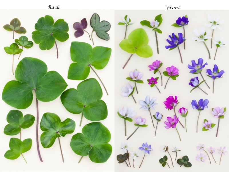 Ashwood Hepatica Notelets Pack of 6-4633