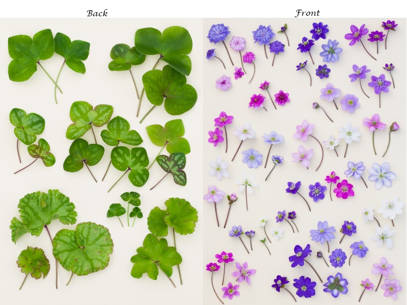 Ashwood Hepatica Notelets Pack of 6-4634