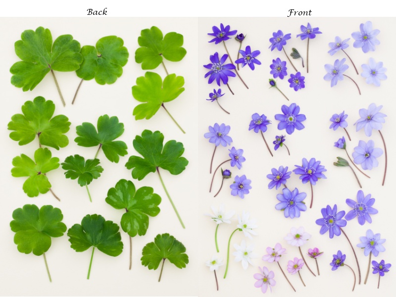 Ashwood Hepatica Notelets Pack of 6-4635