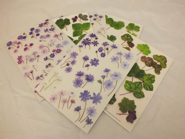 Ashwood Hepatica Notelets Pack of 6-0