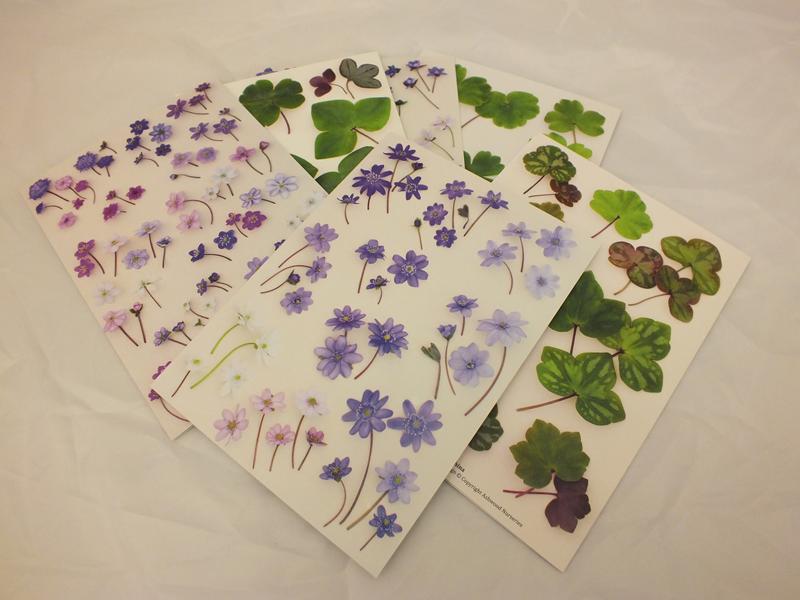 Ashwood Hepatica Notelets Pack of 6-0