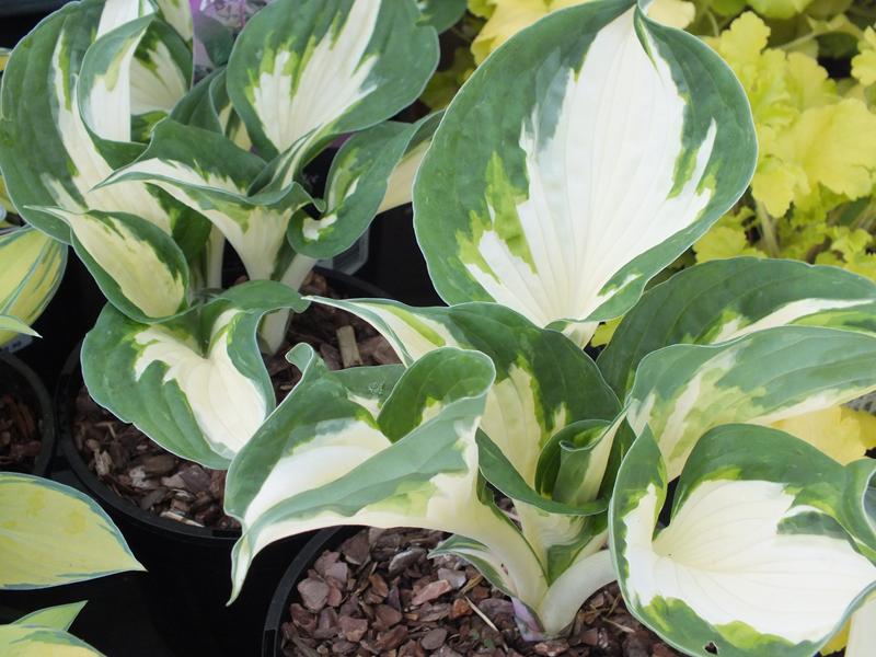 Hosta 'Fire and Ice'-0