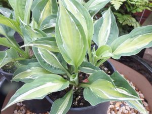 Hosta 'Snake Eyes'-0