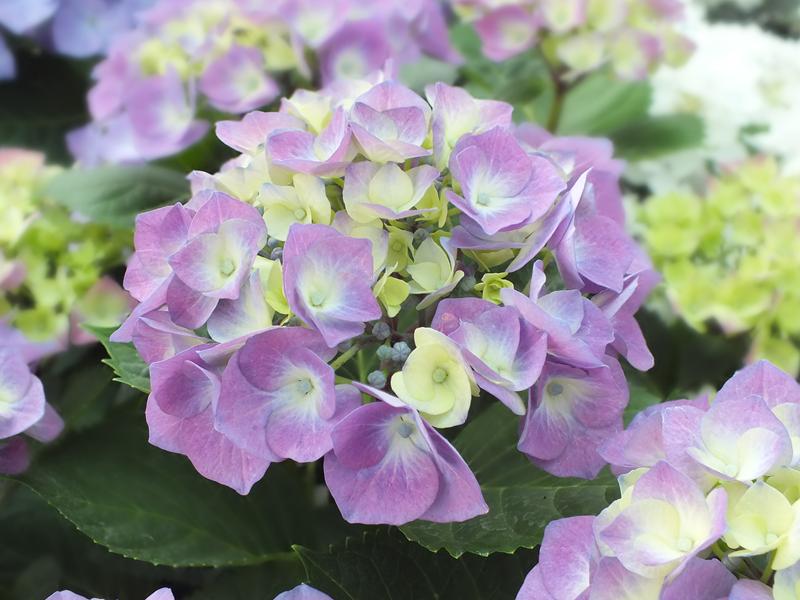 Hydrangea macrophylla 'Berlin' (supplied as blue)-5353