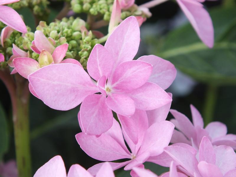 Hydrangea macrophylla 'Romance' (supplied as pink)-5348