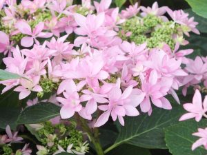 Hydrangea macrophylla 'Romance' (supplied as pink)-0