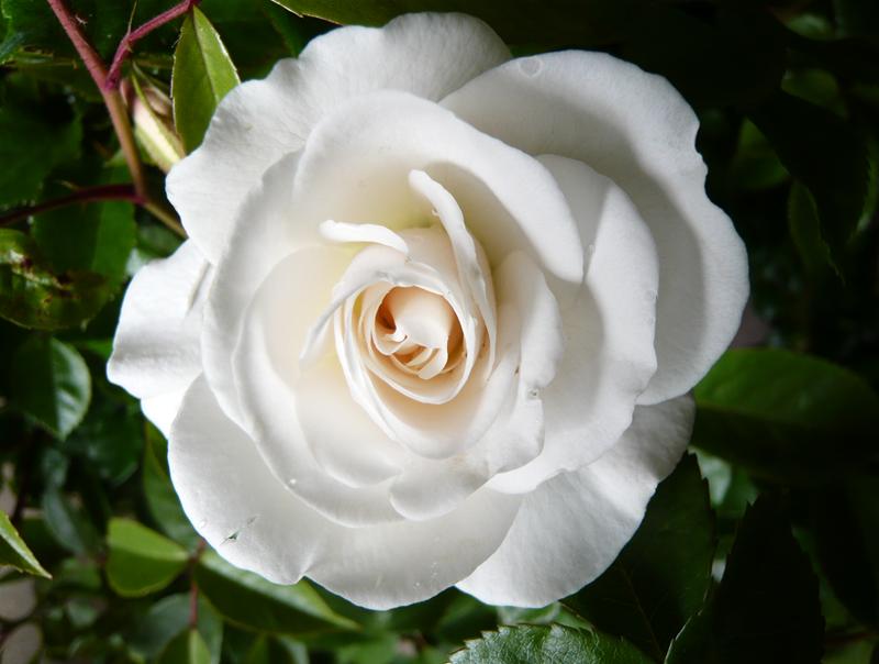 Rosa floribunda Iceberg 'Korbin' (standard)-4546