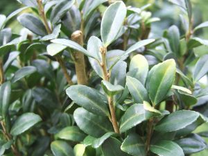 Ilex crenata 'Fastigata'-0
