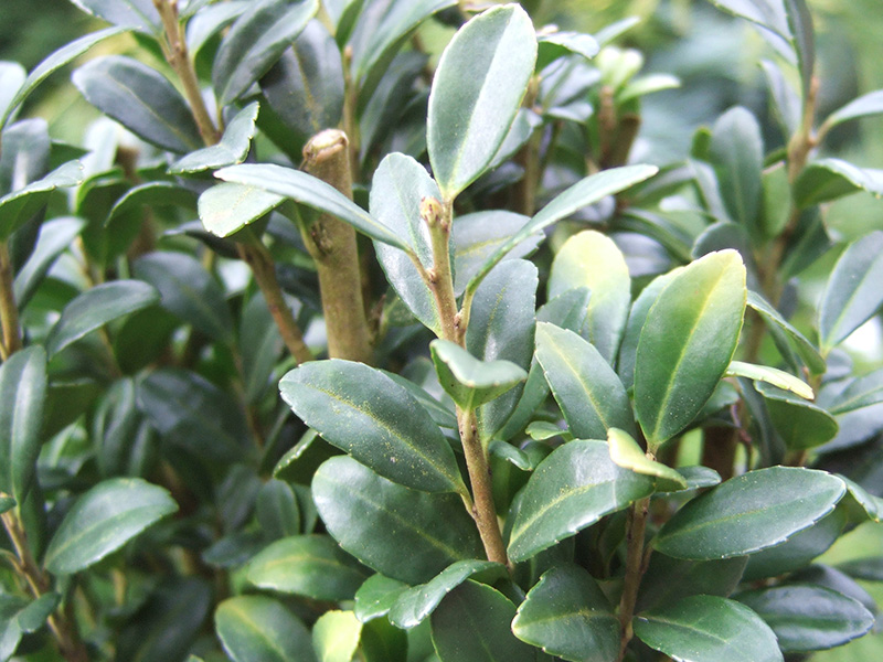 Ilex crenata 'Fastigata'-0