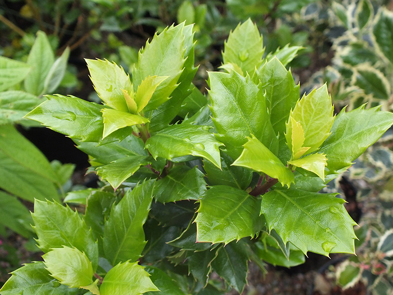 Ilex meserveae 'Blue Prince'-4974