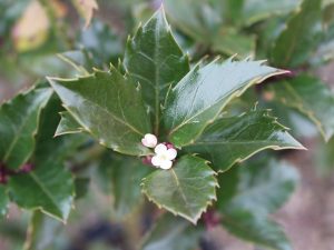 Ilex meserveae 'Blue Prince'-0