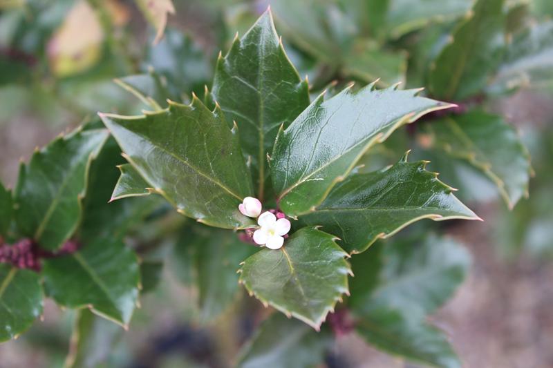 Ilex meserveae 'Blue Prince'-0
