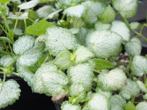 Lamium maculatum 'White Nancy'-0