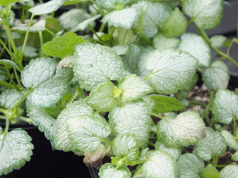 Lamium maculatum 'White Nancy'-0
