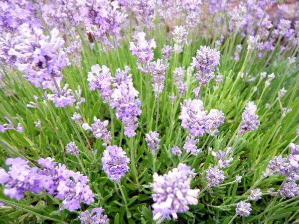 Lavandula angustifolia 'Little Lady'-0