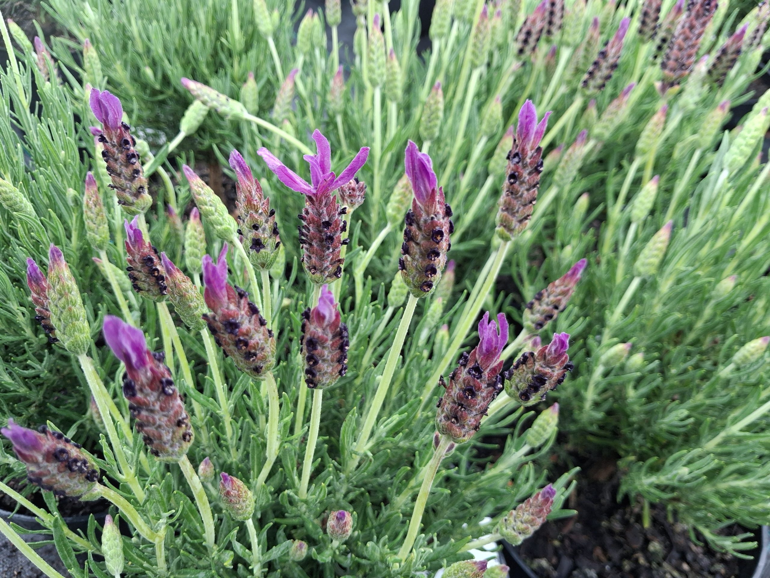Lavandula stoechas 'Purple Wings'