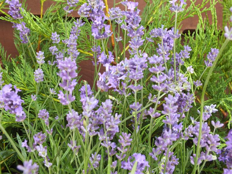 Lavandula angustifolia 'Dwarf Blue'-4207