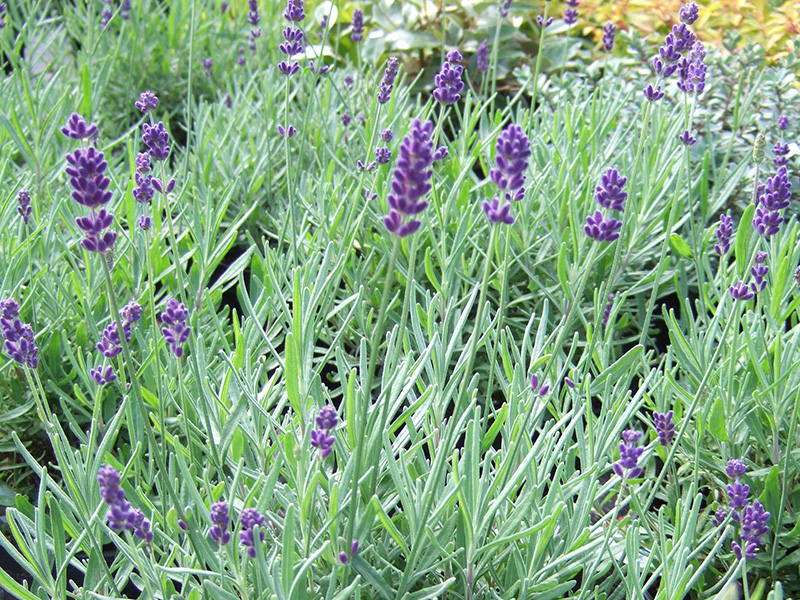 Lavandula angustifolia 'Hidcote'-0