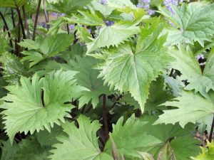 Ligularia 'The Rocket'-0