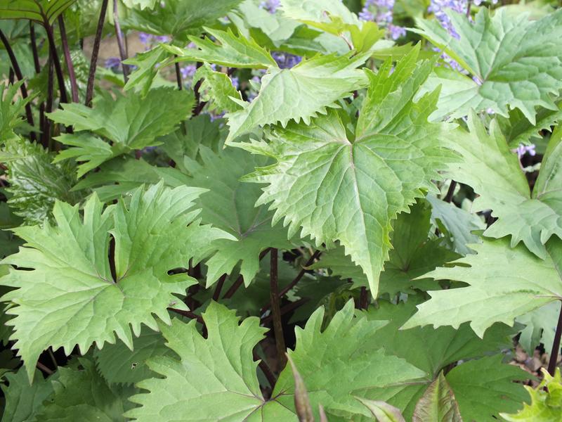 Ligularia 'The Rocket'-0