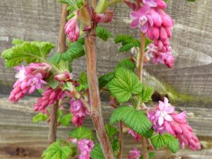Ribes sanguineum 'Lombartsii'-0