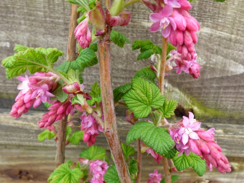 Ribes sanguineum 'Lombartsii'-0