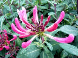 Lonicera pericylmenum 'Serotina'-0