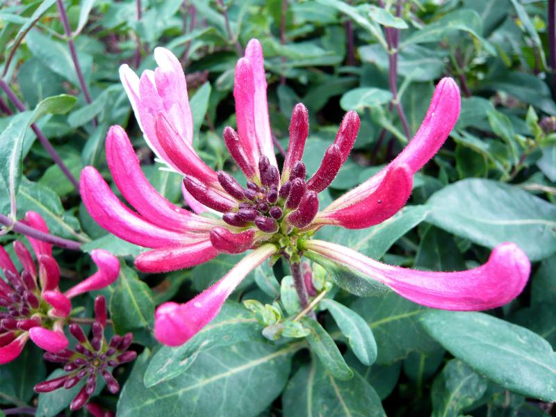 Lonicera pericylmenum 'Serotina'-0