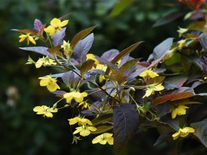 Lysimachia cilata 'Firecracker'-0