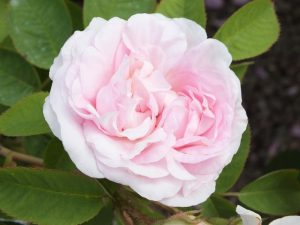 Rosa 'Maiden's Blush'-0