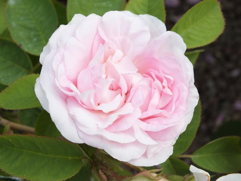 Rosa 'Maiden's Blush'-0