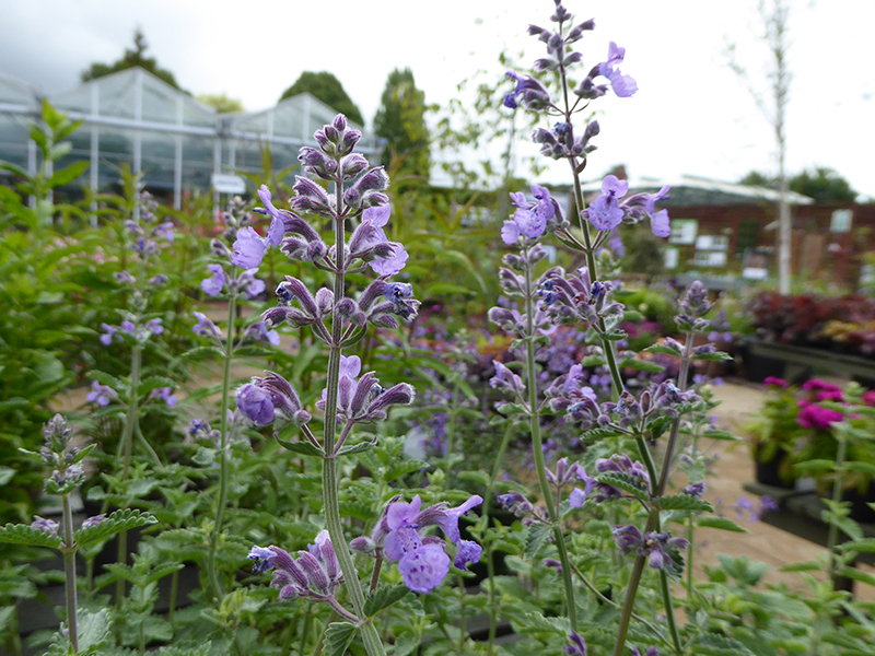 Nepeta 'Six Hills Giant'-0