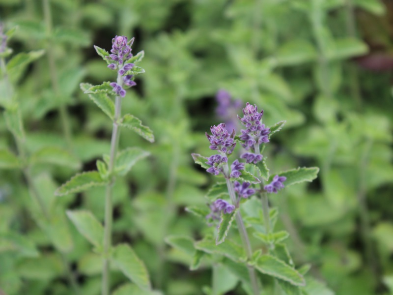 Nepeta 'Six Hills Giant'-9391