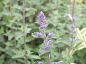 Nepeta racemosa 'Walker's Low'-0
