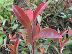Photinia glabra 'Rubens'-0