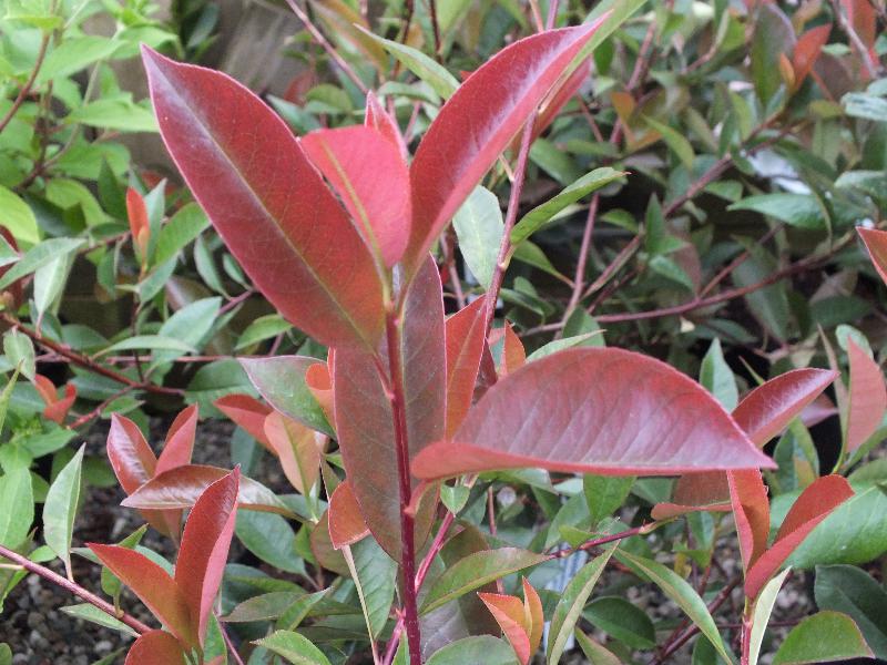 Photinia glabra 'Rubens'-0