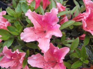 Rhododendron 'Pink Pancake'-0