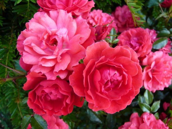 Rosa Raspberry Royale 'Peaclo' (Patio Standard)-0