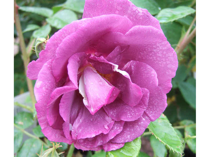 Rosa Rhapsody In Blue 'Frantasia'-4591