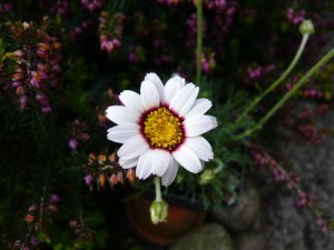 Rhodanthemum 'Tizi-n-tichka'-0