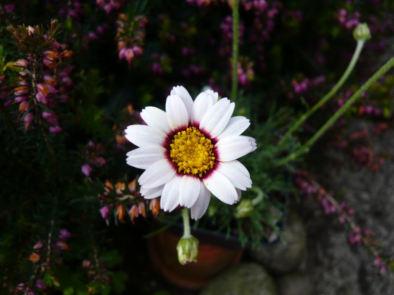 Rhodanthemum 'Tizi-n-tichka'-0