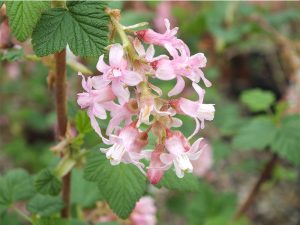 Ribes sanguineum 'Poky's Pink'-0