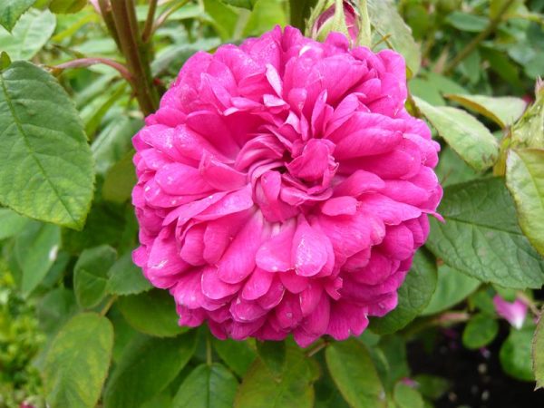 Rosa 'Rose de Rescht'-0
